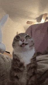 gato